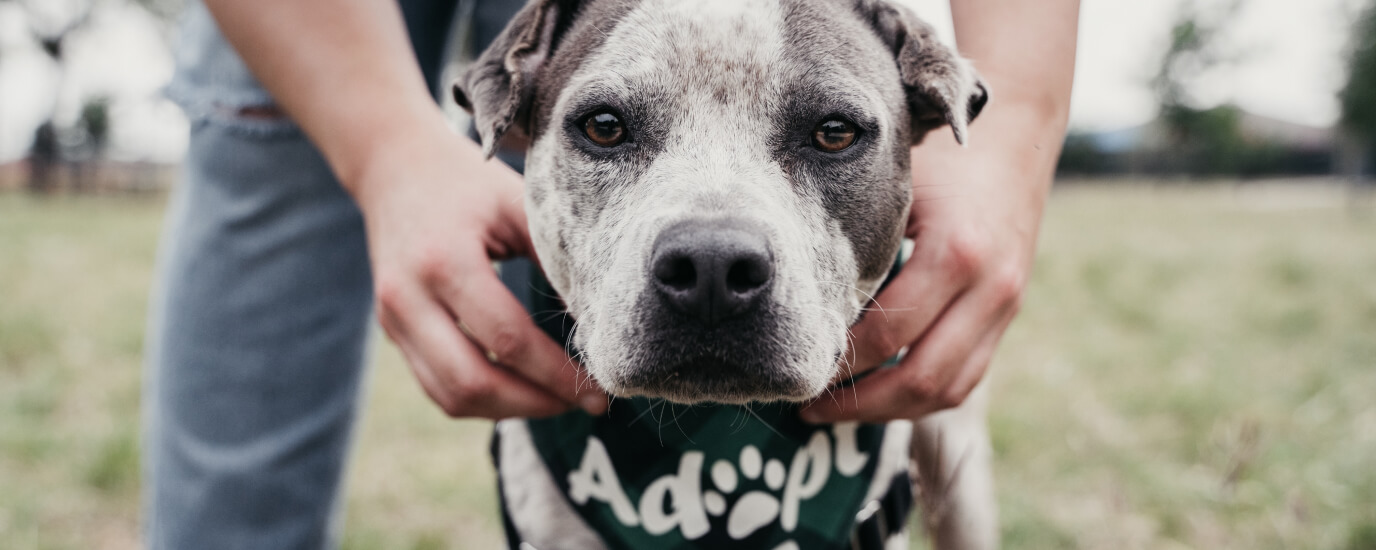 How to Adopt a Shelter Pet: 5 Tips for Adopting a Pet