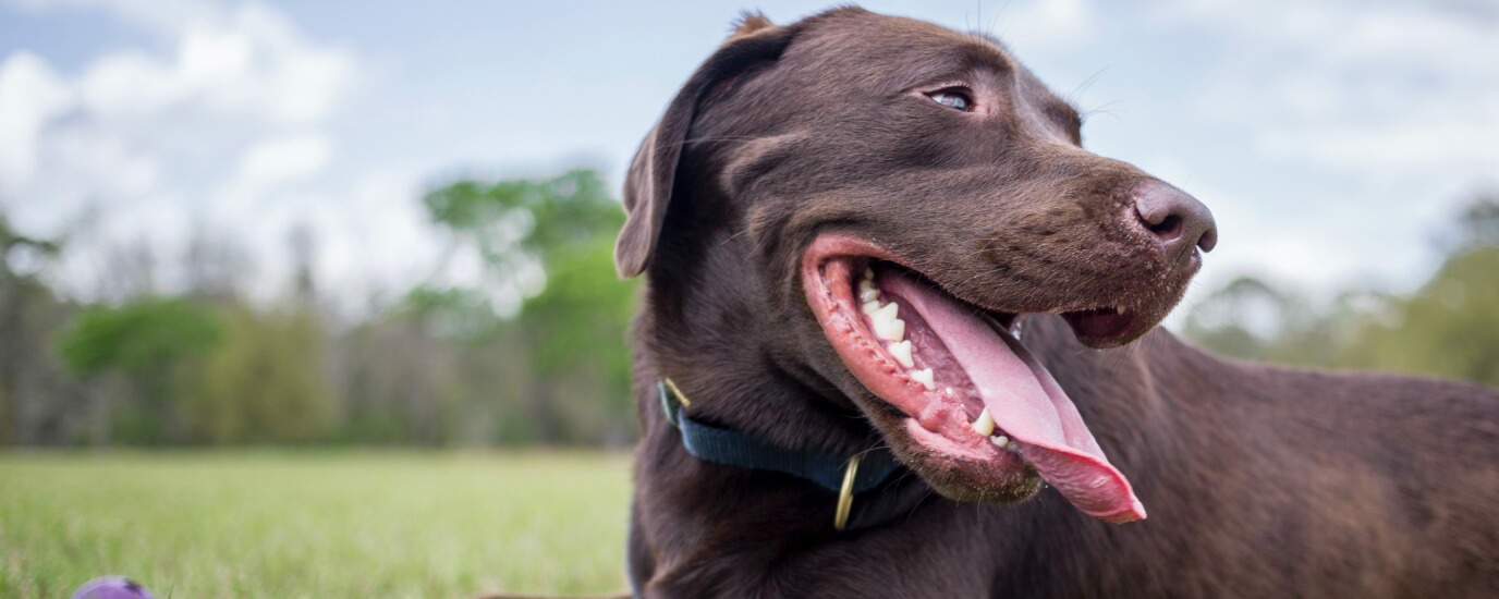 can dogs take probiotics made for humans