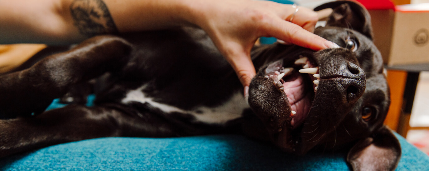 The Ultimate Guide to The Best Dental Products for Dogs