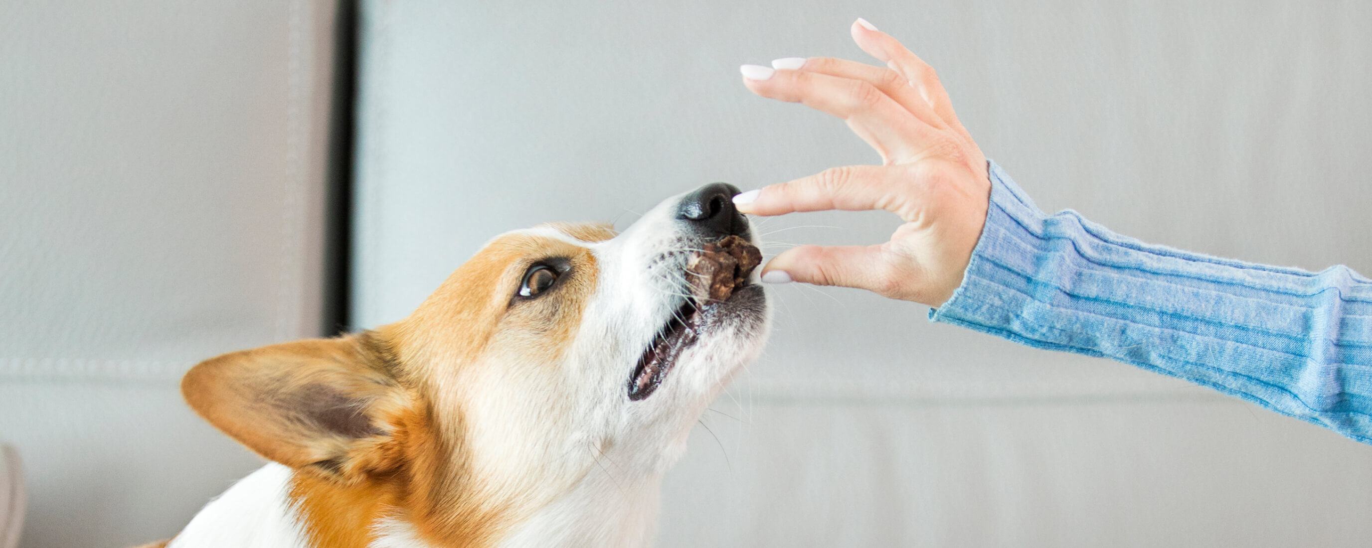 Can Dogs Eat Cat Treats (and Vice Versa)