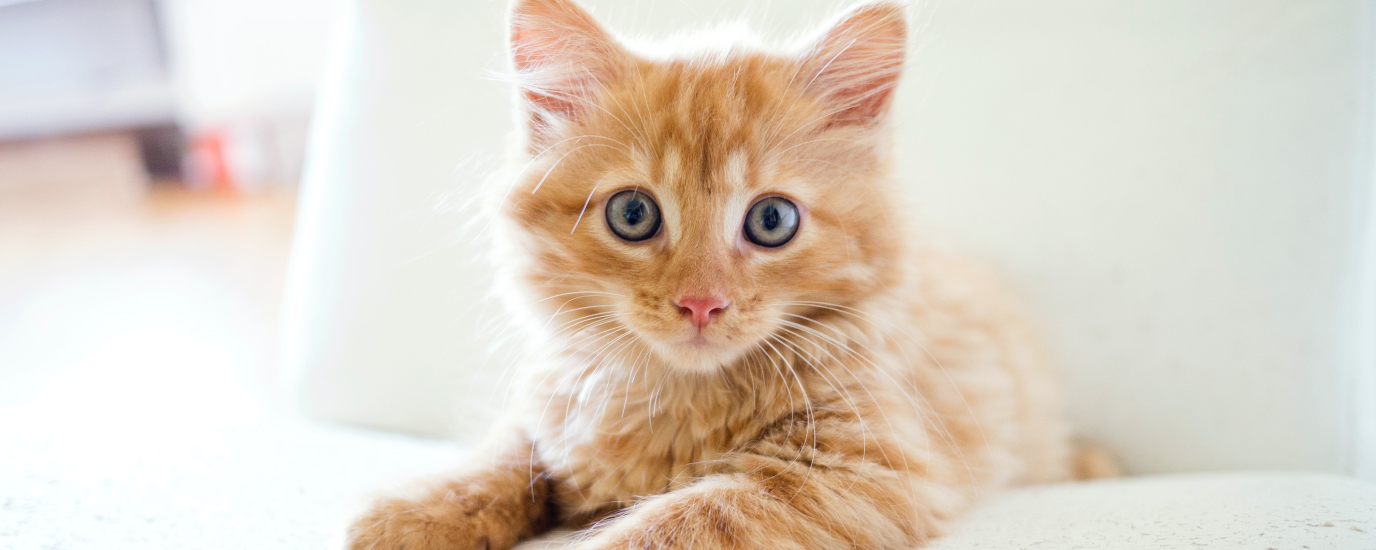 Cat Behavior Explained: Tips for Understanding Your Feline