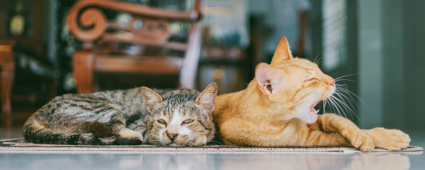 14 Common Cat Health Problems and Solutions