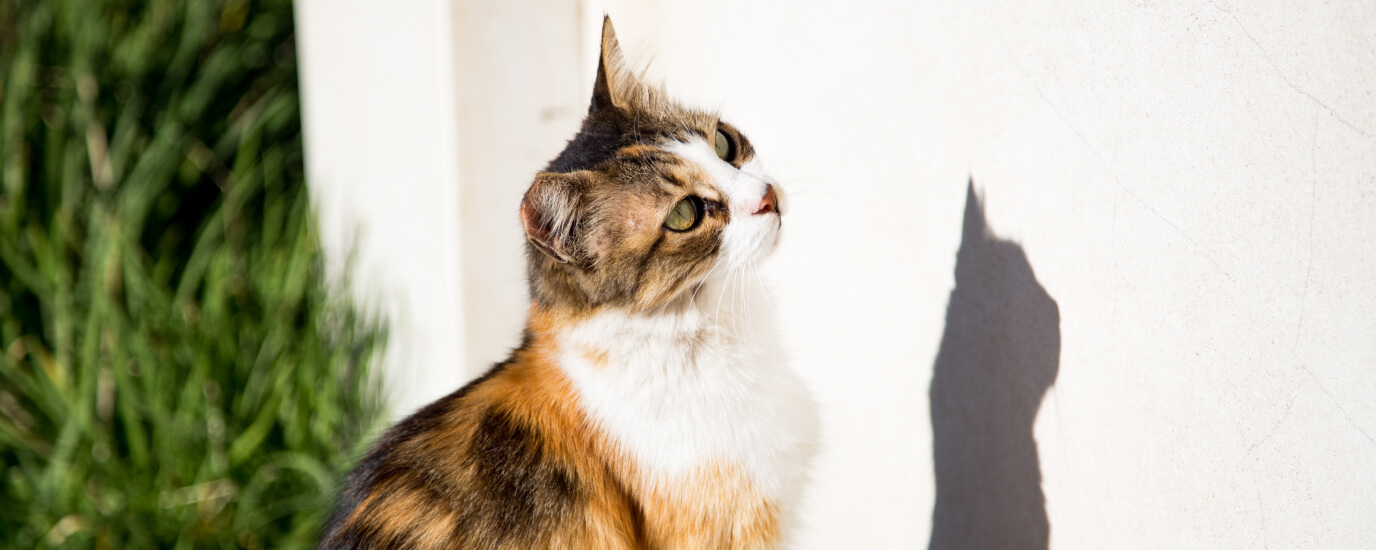 How to Teach a Cat Tricks: Benefits, Tips, & 5 Tricks to Try
