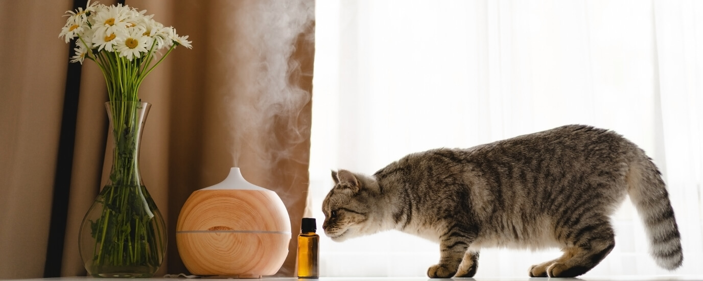 Do Cat Pheromones Work and What Are The Benefits