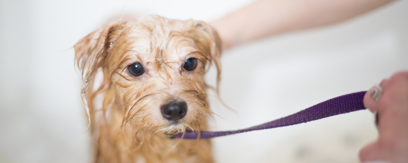 Does Dawn Dish Soap Kill Fleas on Pets: Benefits and Risks