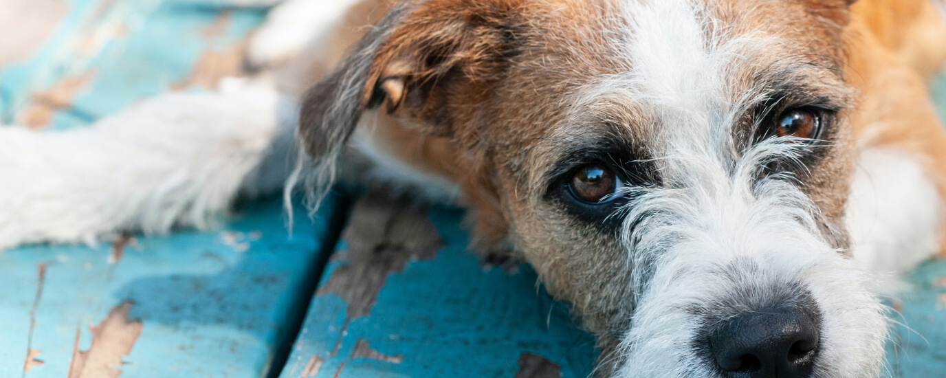 15 Common Dog Health Problems and Solutions for Dog Parents