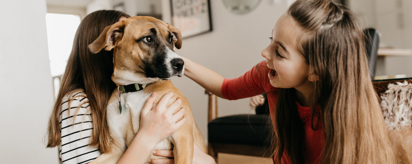 Fleas on Dogs: What Are Fleas and What Do They Look Like