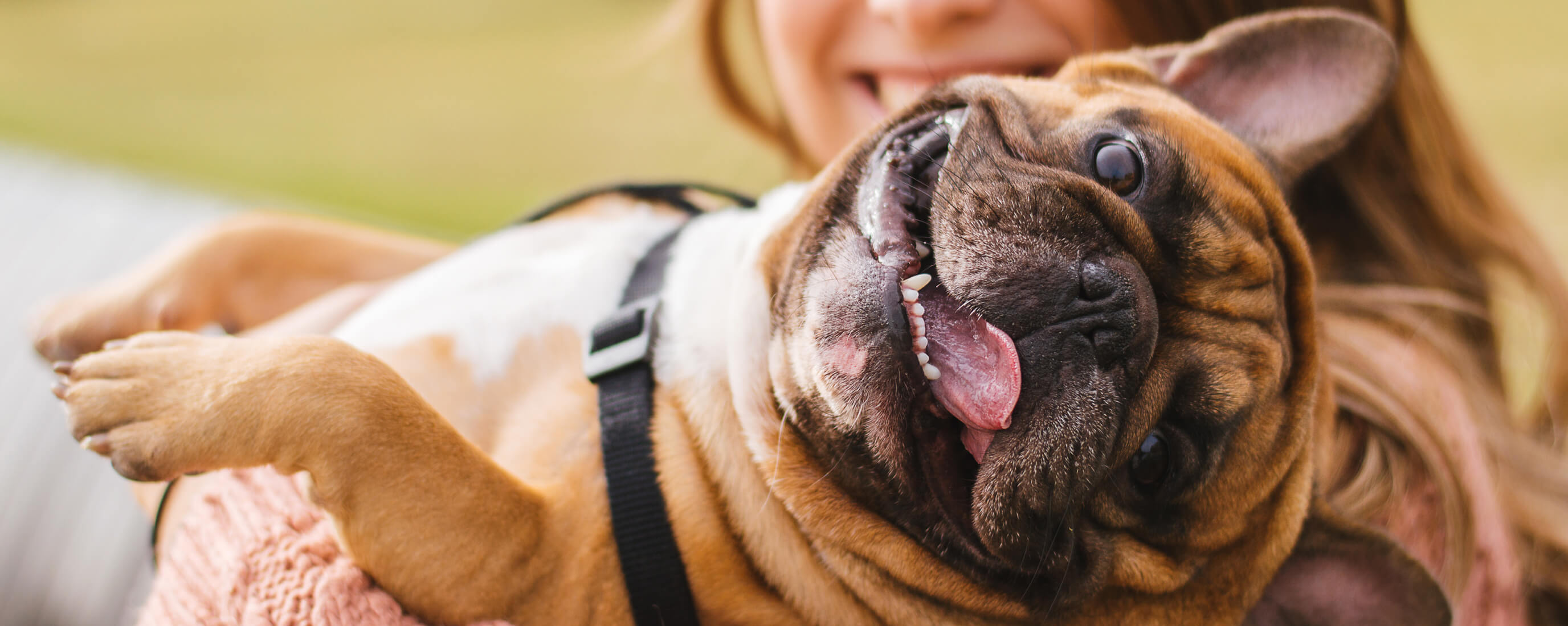 Why, When, and How Often Should You Brush Your Dogs' Teeth