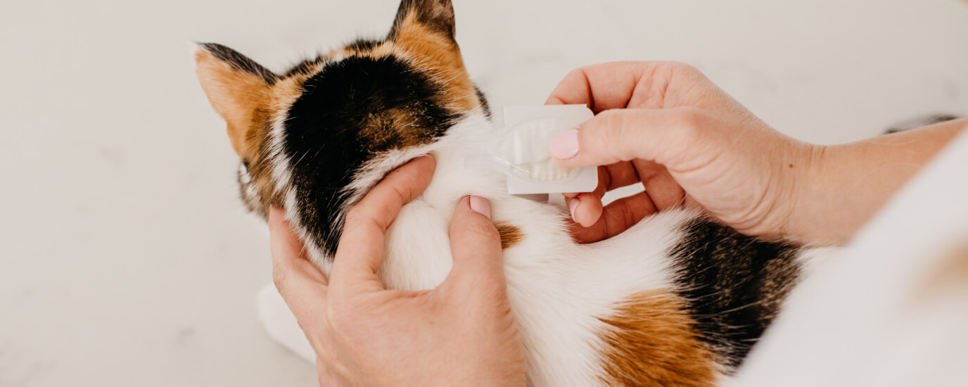 How to Apply Flea Treatment: Where, When, and Why