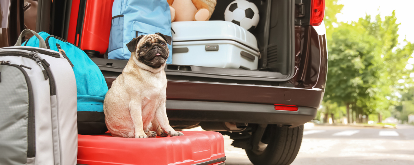 How to Travel With a Dog: 15 Safety Tips