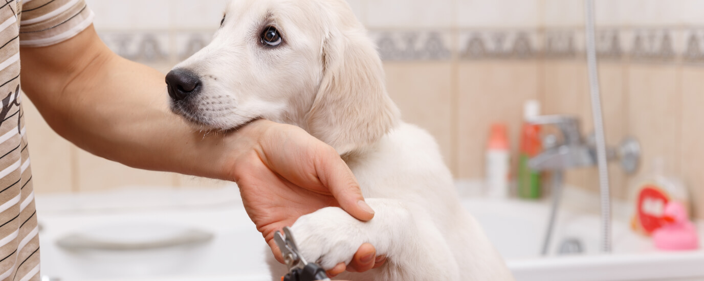 How to Trim Your Dog's Nails Safely at Home: Tips & Tools