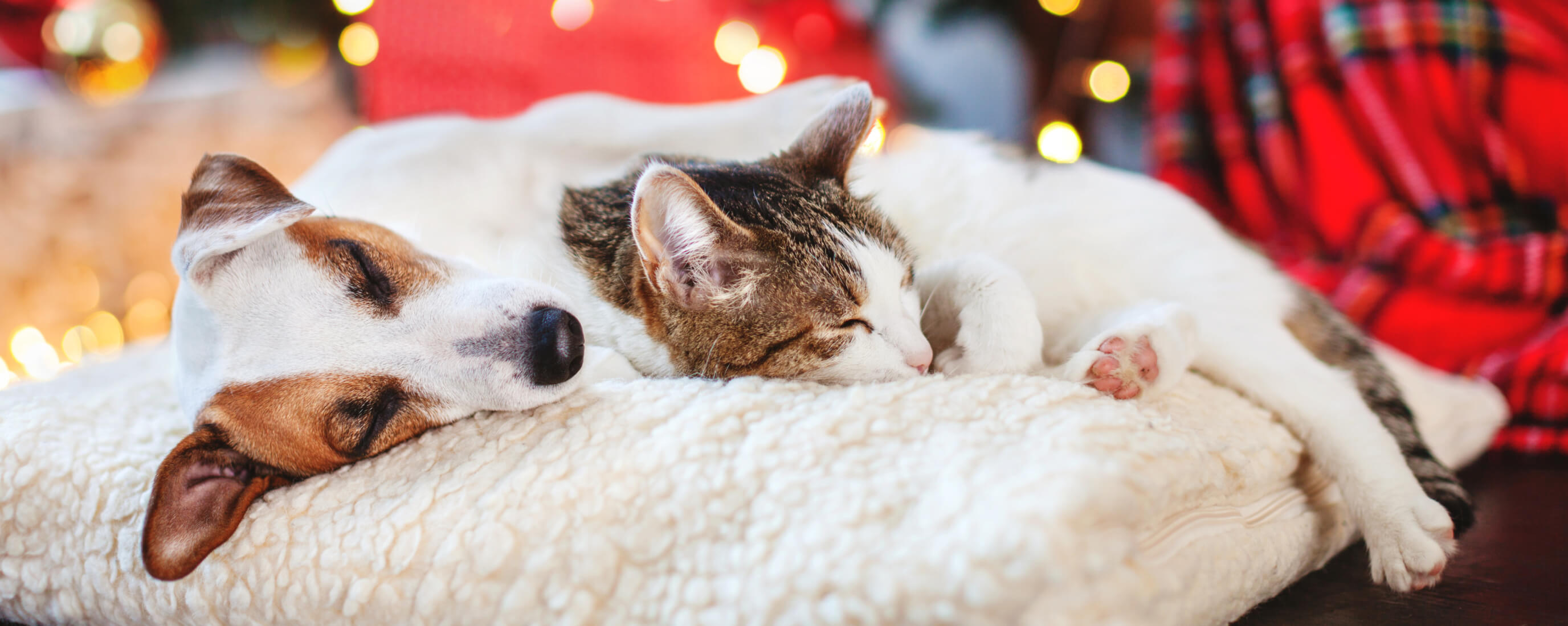 holiday dog and cat