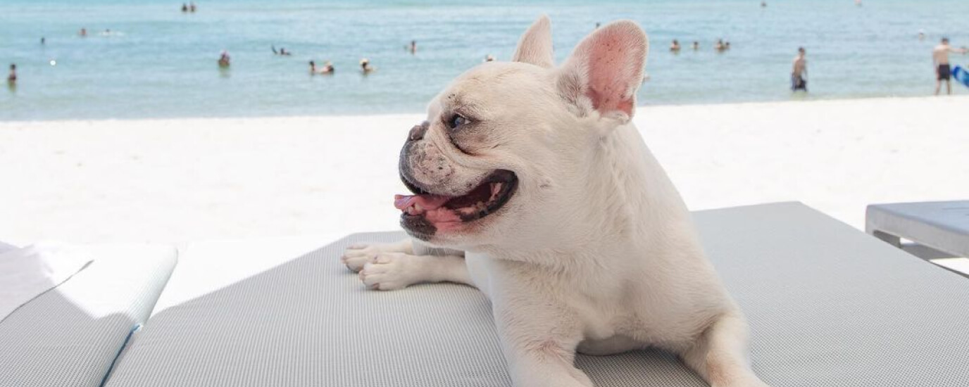 A Guide to Pet-Friendly Vacations in Every State