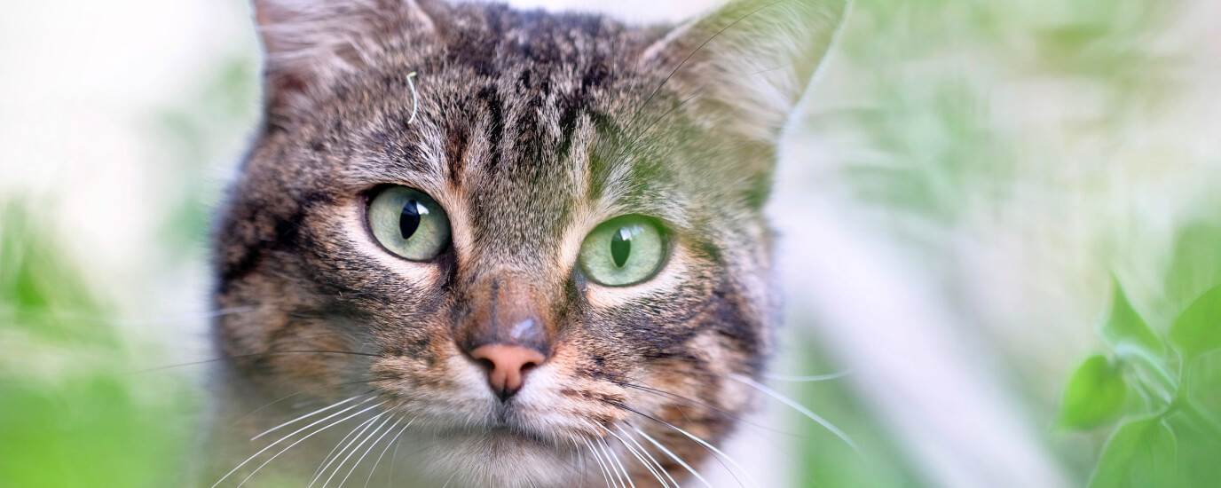 What Plants are Poisonous to Cats, Plus 10 Safe Options