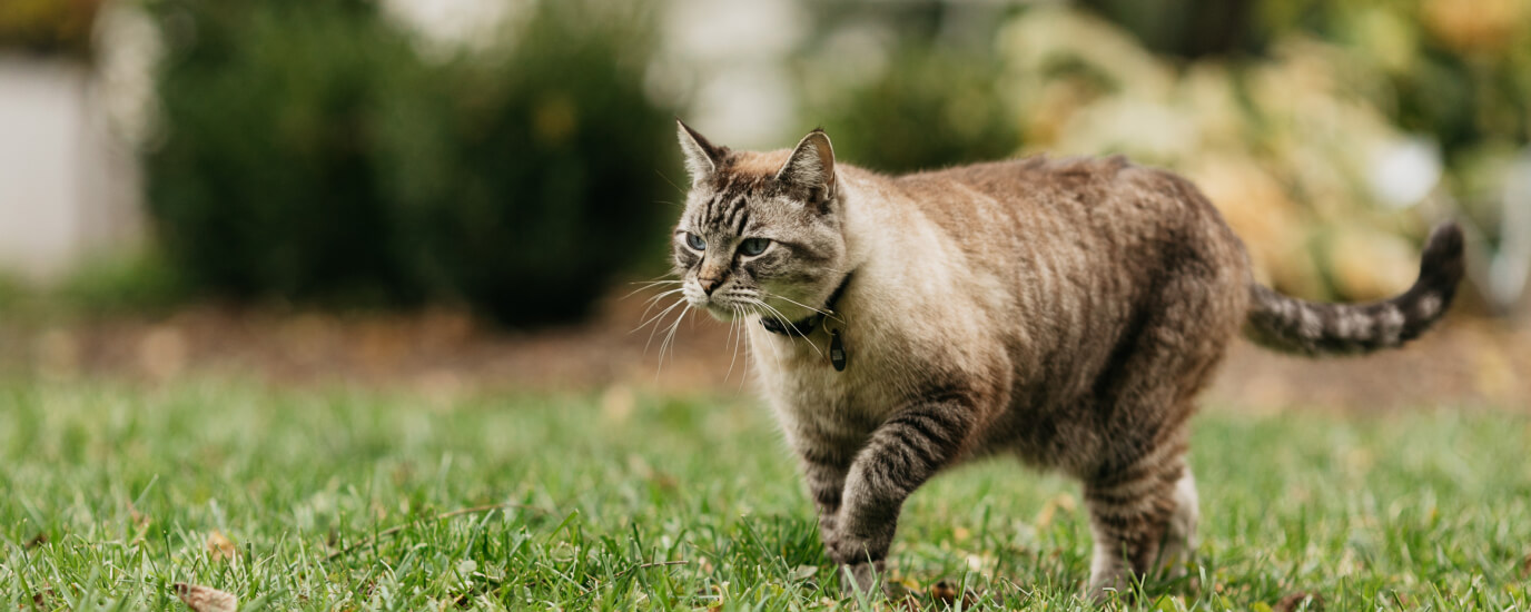 tapeworm in cats