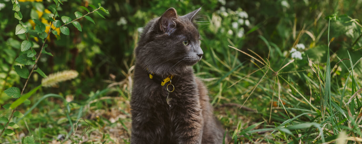 What You Should Know About Ticks on Cats and How to Remove