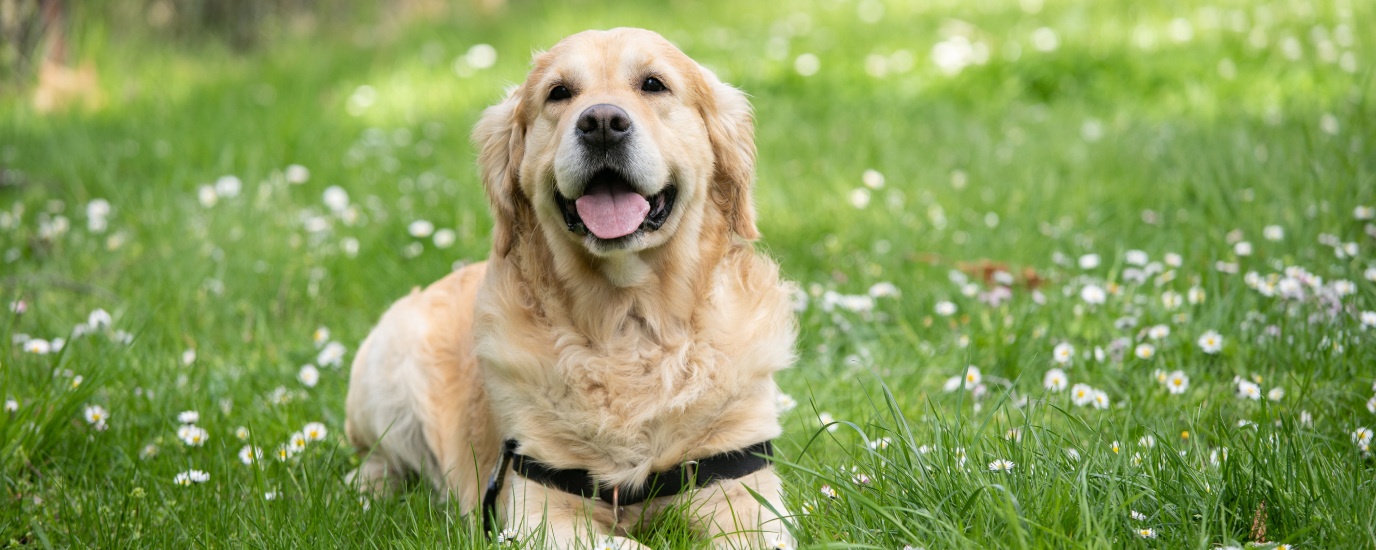 How to Choose the Right Treatment for Hip Dysplasia in Dogs