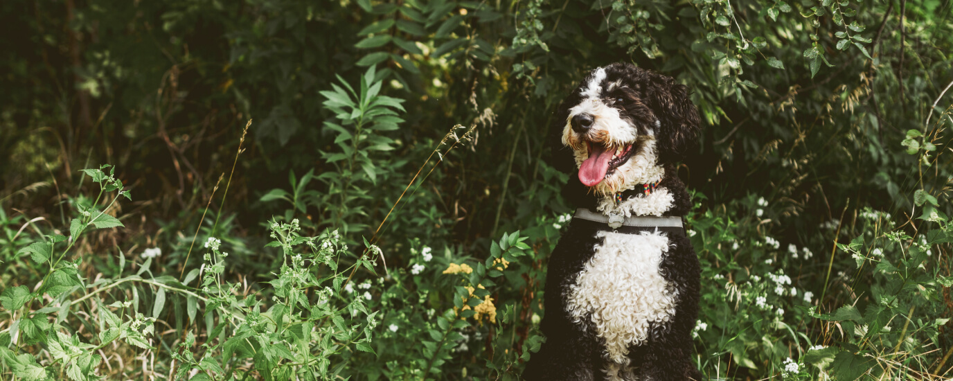 4 Common Types of Ticks on Dogs and What to Expect