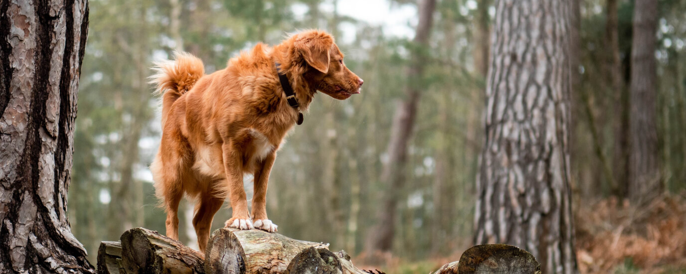 what can i give dog for pain over the counter