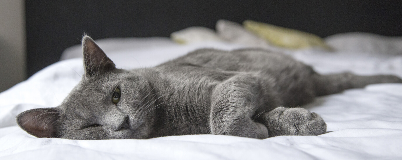 What Causes UTI in Cats & How to Treat a UTI at Home