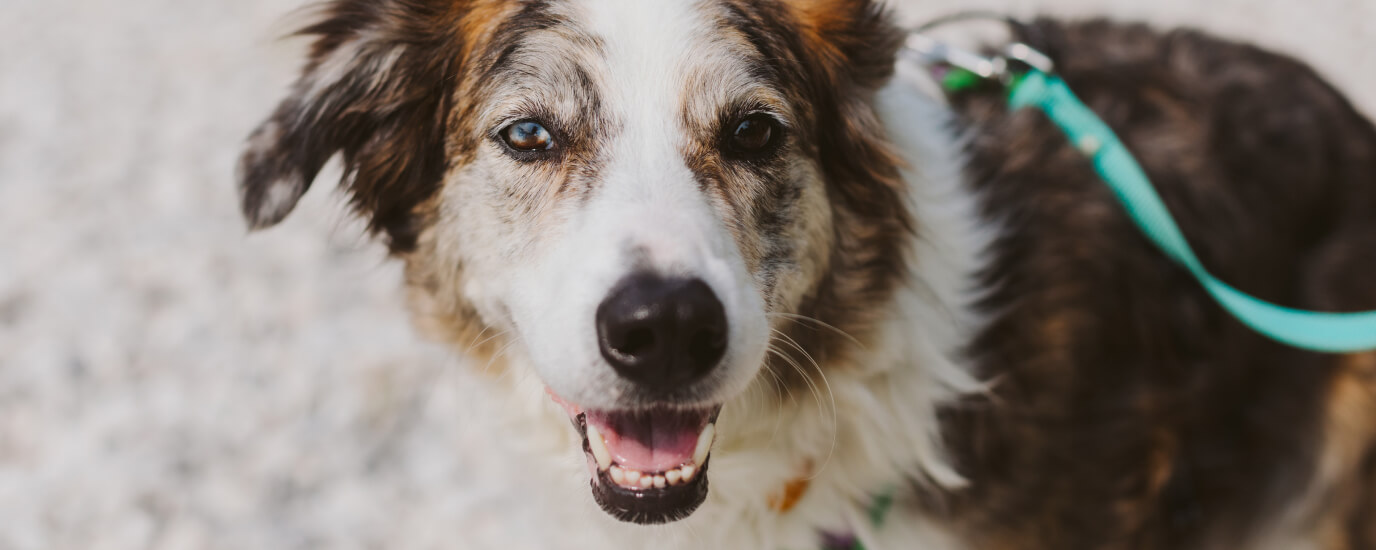 What Does a Tick Look Like on a Dog + Places to Look