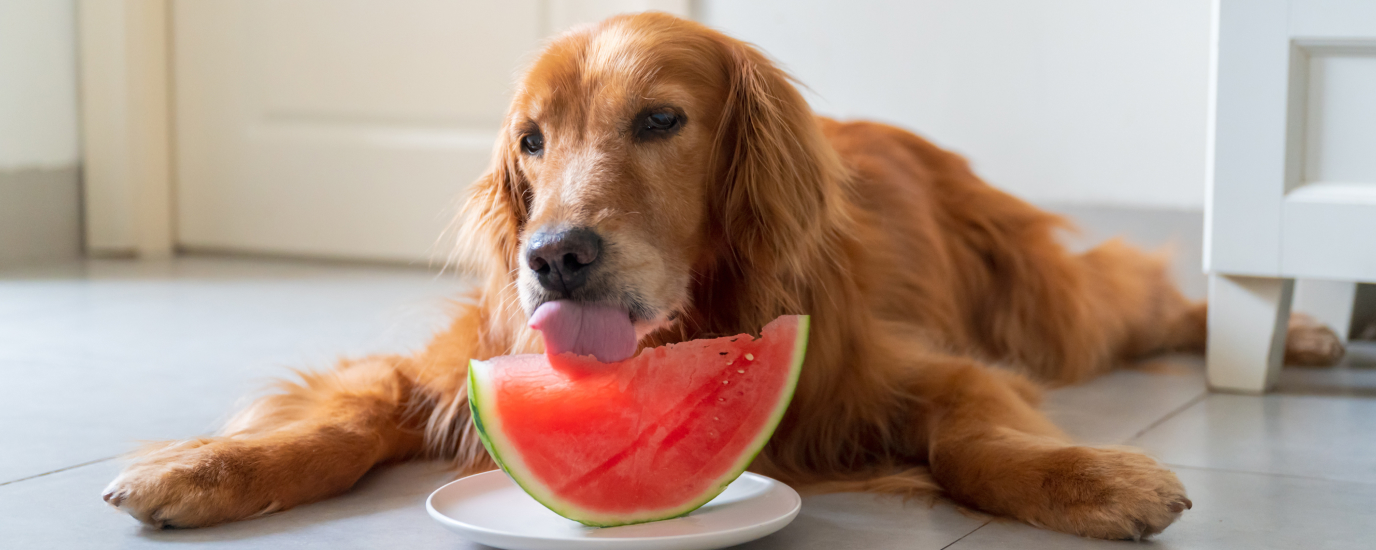 What Fruits Can Dogs Eat (And Which Ones To Avoid)