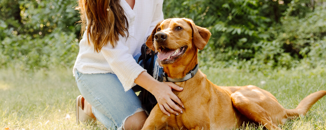 How Do You Check For Heartworm In Dogs