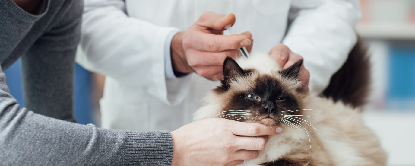 What Vaccines Do Cats Need and Why They're Important