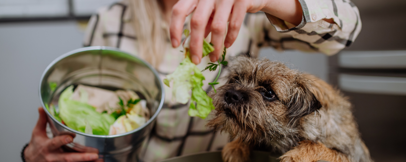 What Veggies Can Dogs Eat (And Which Ones To Avoid)