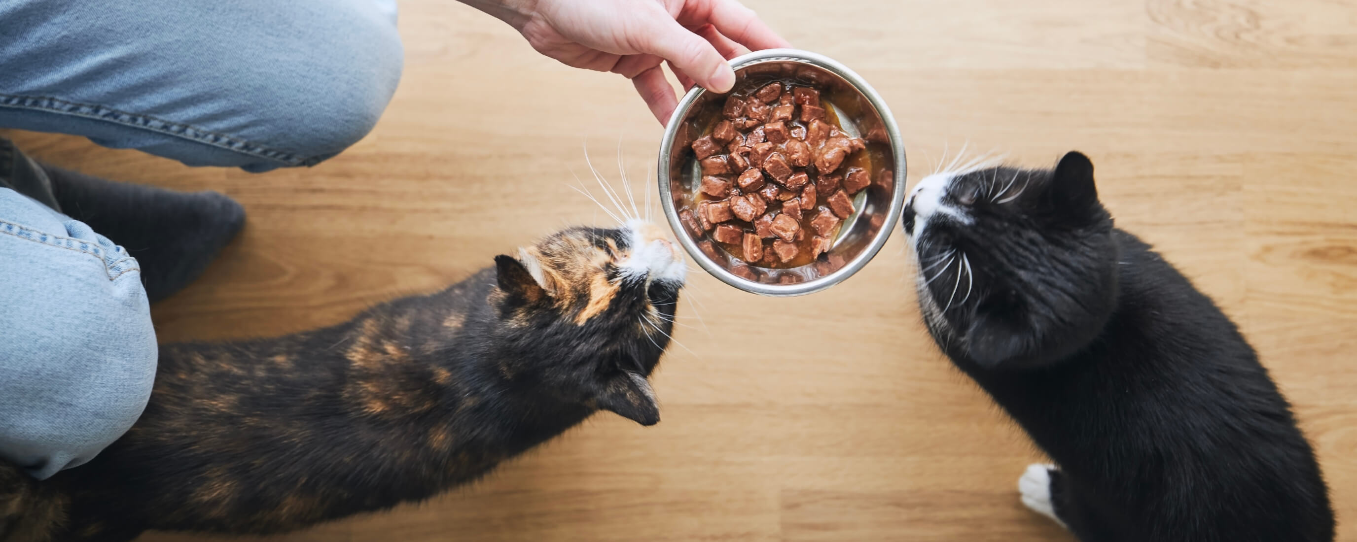 What Vitamins Do Cats Need and Where To Find Them