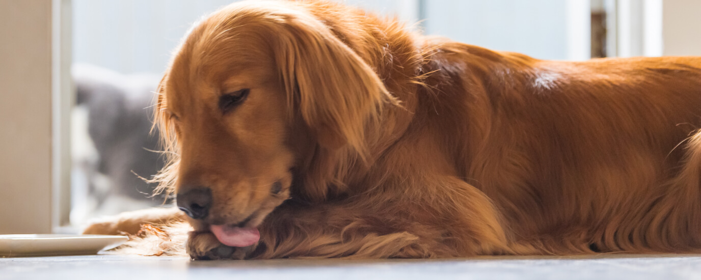 Why Dogs Lick Their Paws: 11 Causes and Solutions