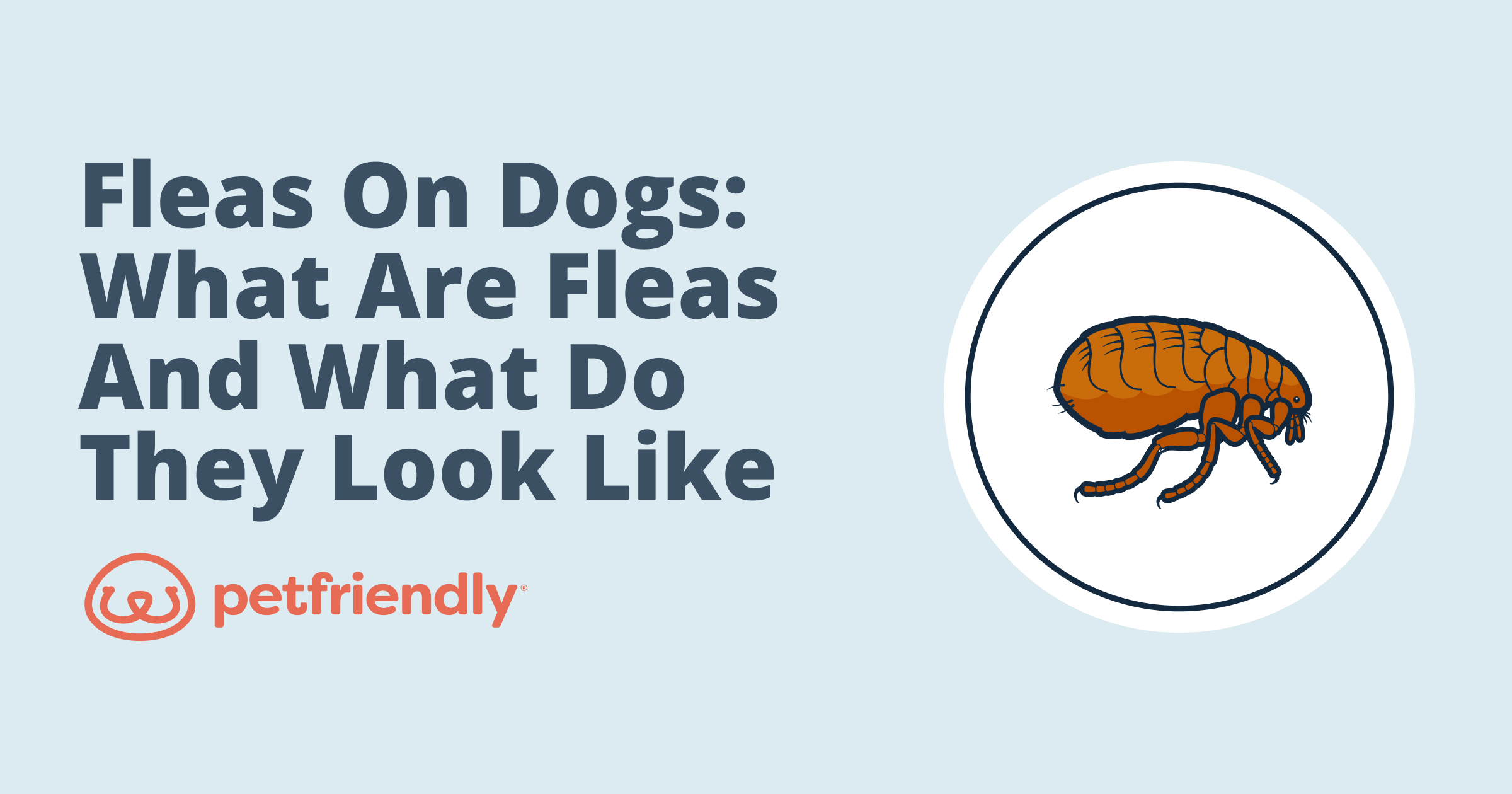 Fleas On Dogs 
