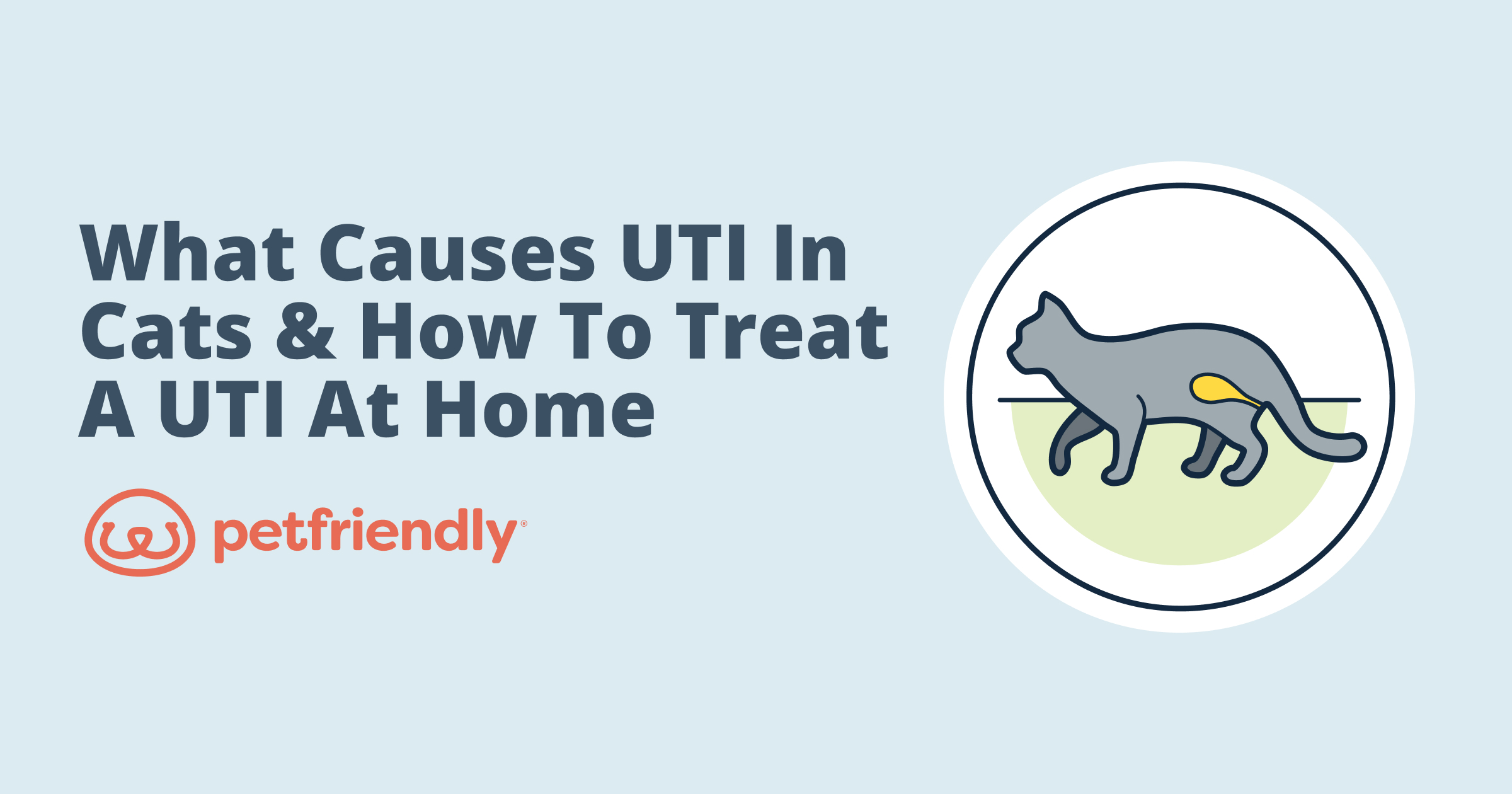 What Causes UTI In Cats How To Treat A UTI At Home