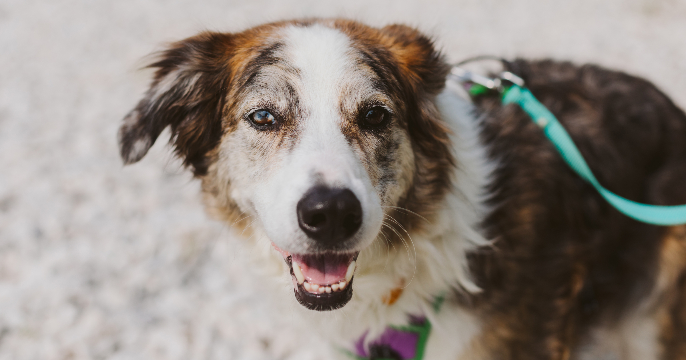 What Does A Tick Look Like On A Dog Places To Look