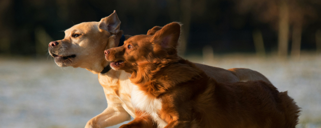 Dog Basics: The Anatomy of a Dog