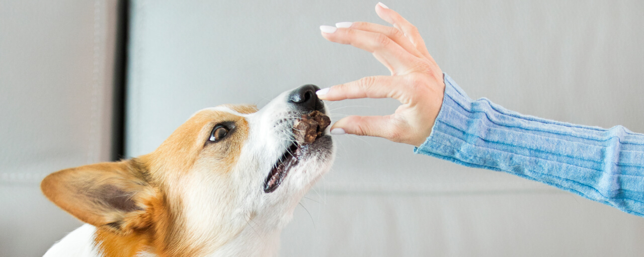 Can Dogs Eat Cat Treats (and Vice Versa)
