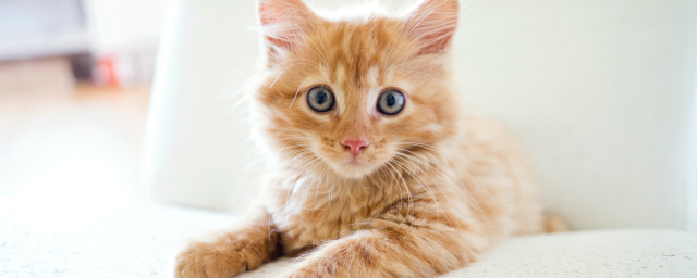 Cat Behavior Explained: Tips for Understanding Your Feline