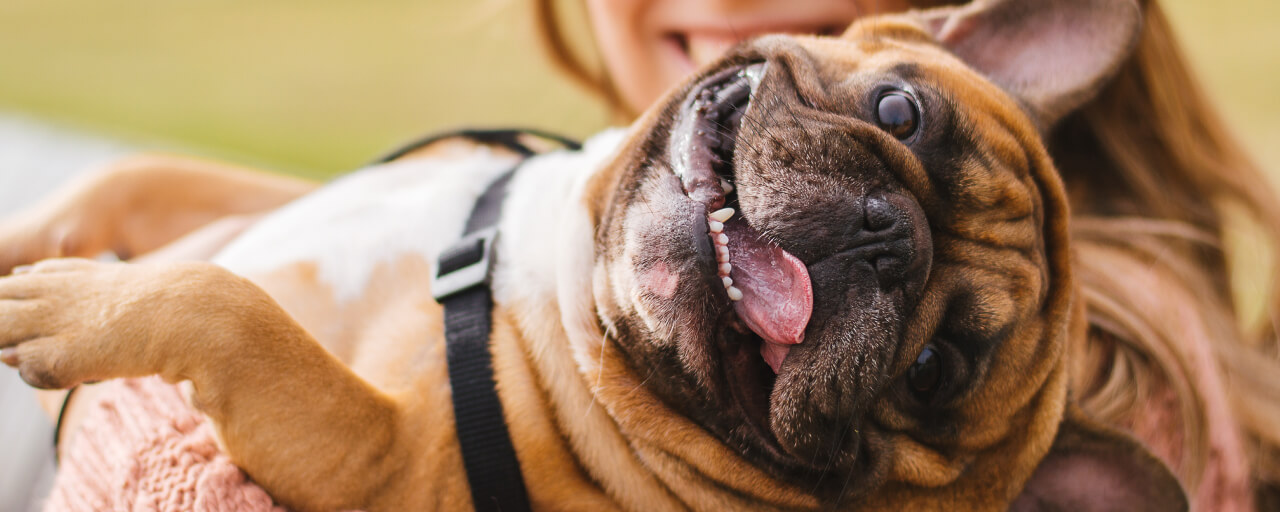 Why, When, and How Often Should You Brush Your Dogs’ Teeth