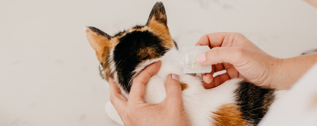 How to Apply Flea Treatment: Where, When, and Why