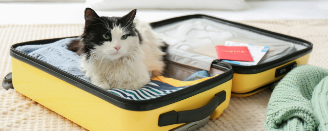 How to Travel With a Cat: 15 Questions and Safety Tips