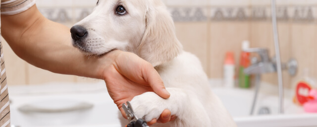 How to Trim Your Dog's Nails Safely at Home: Tips & Tools