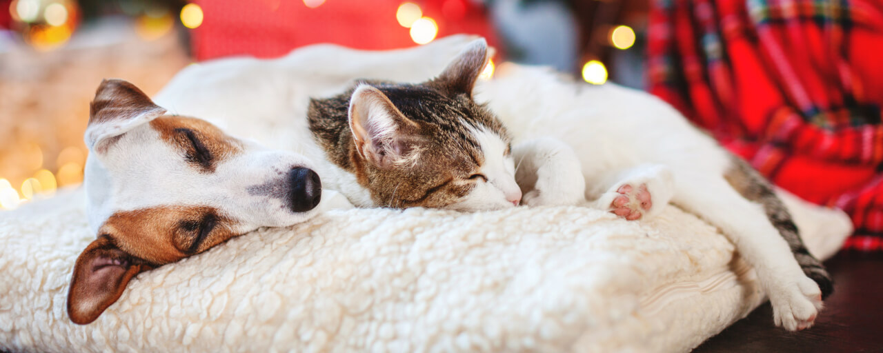 Ultimate Holiday Pet Guide: 75 Pet-Friendly Holiday Ideas