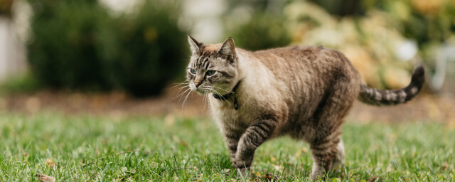 Tapeworm in Cats: What They Are and How to Prevent Them