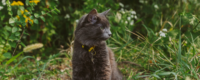 What You Should Know About Ticks on Cats and How to Remove