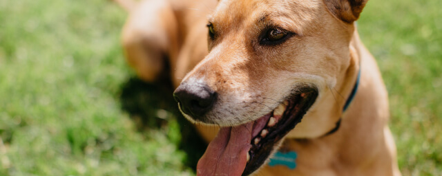 Vitamin D for Dogs: Do Dogs Need Vitamin D