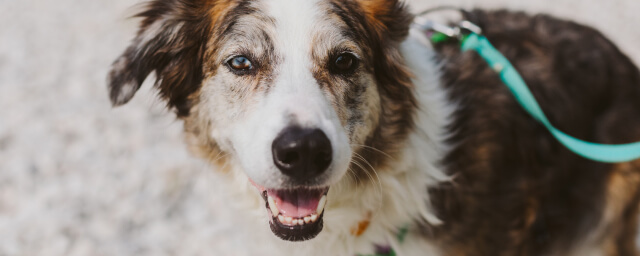 What Does a Tick Look Like on a Dog + Places to Look