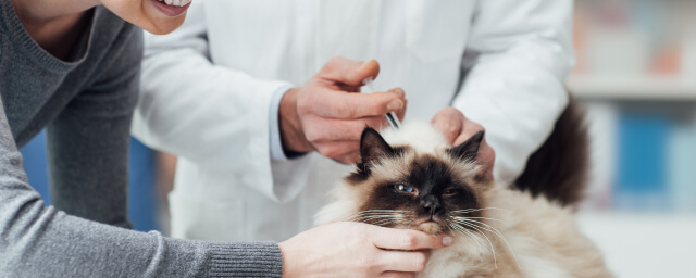 What Vaccines Do Cats Need and Why They're Important