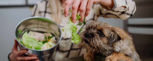 What Veggies Can Dogs Eat (And Which Ones To Avoid)