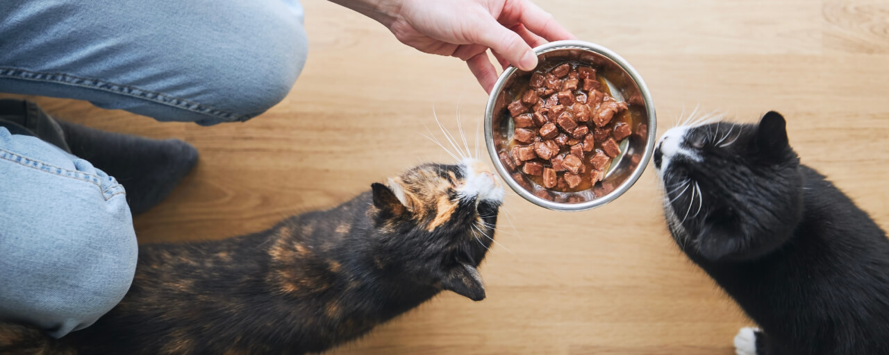 What Vitamins Do Cats Need and Where To Find Them