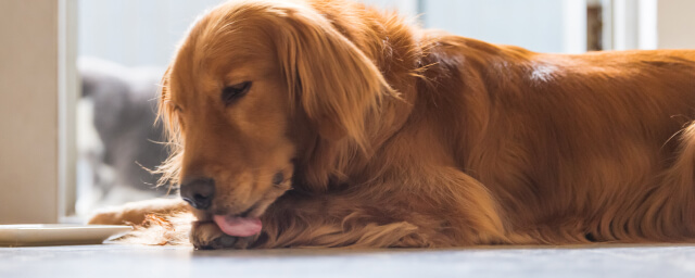 Why Dogs Lick Their Paws: 11 Causes and Solutions